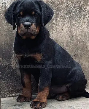 Photo - 1-3 months Male Purebred Rottweiler