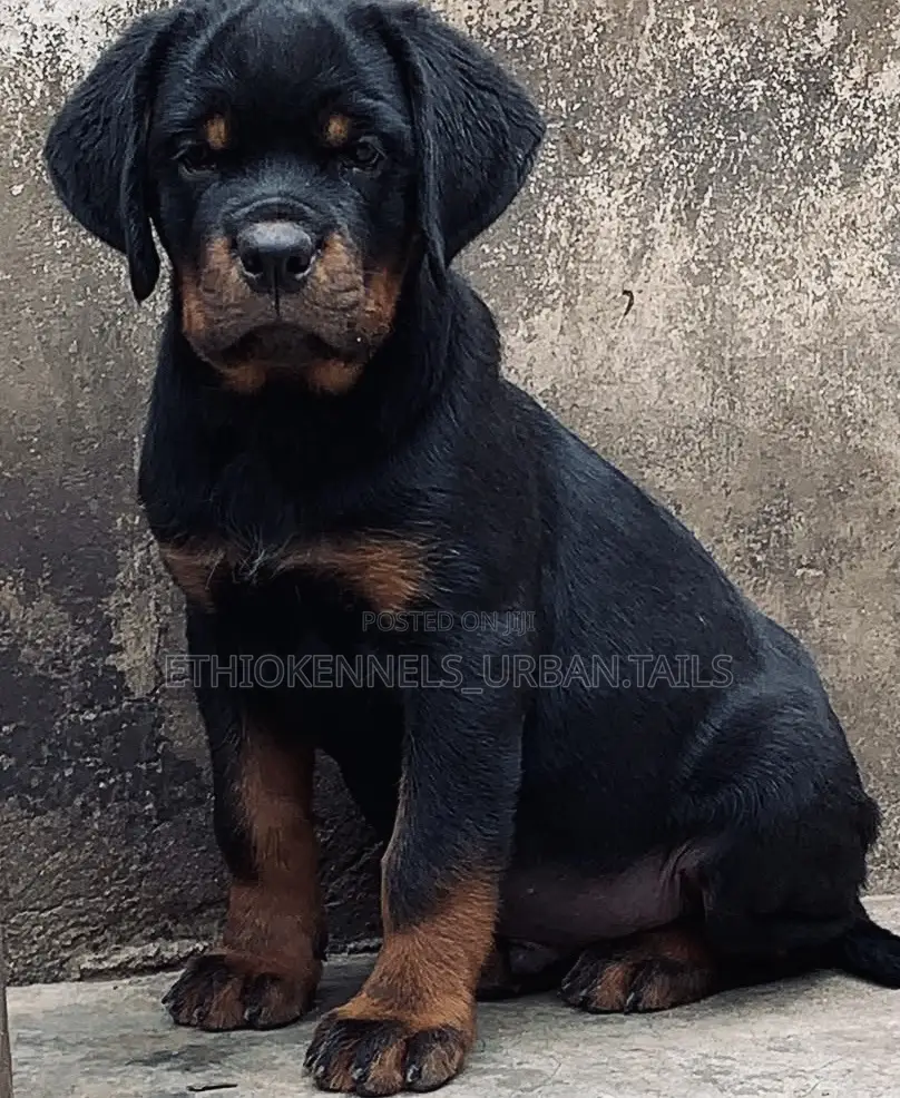 1-3 months Male Purebred Rottweiler