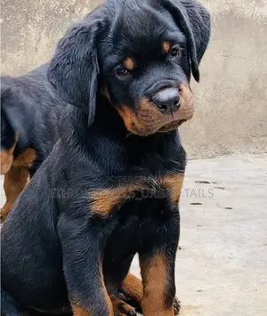 1-3 months Male Purebred Rottweiler