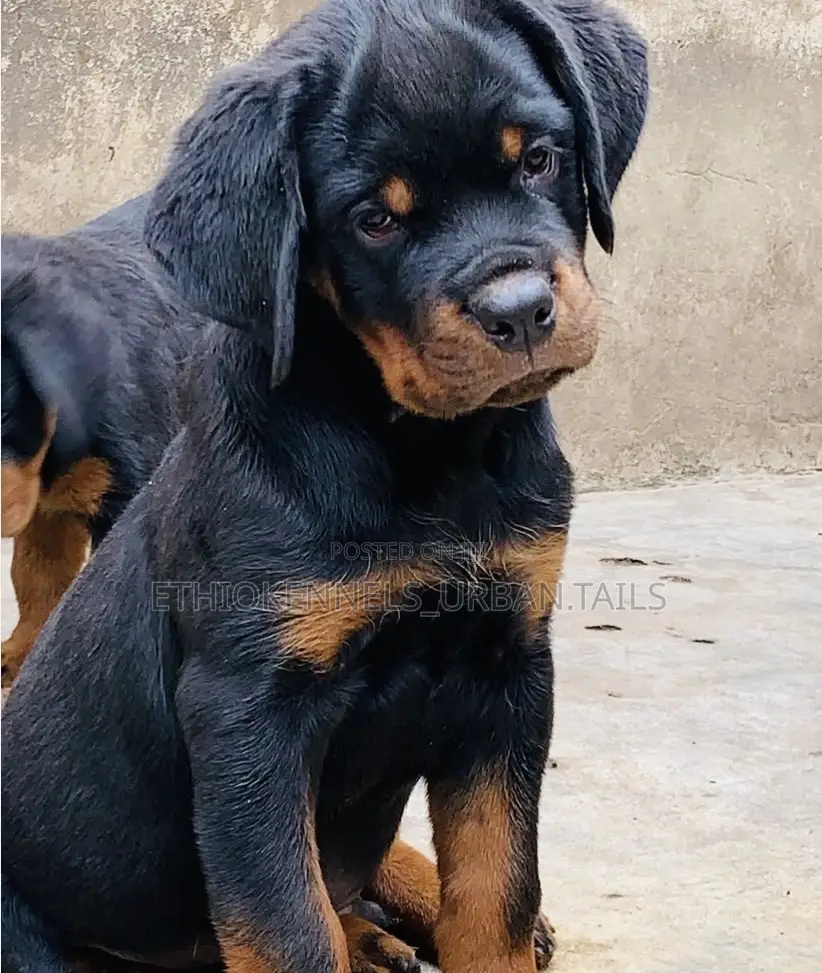 1-3 months Male Purebred Rottweiler