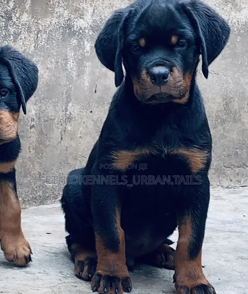 1-3 months Male Purebred Rottweiler