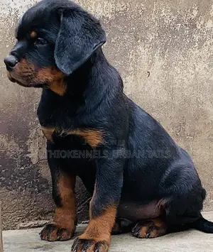 1-3 months Male Purebred Rottweiler