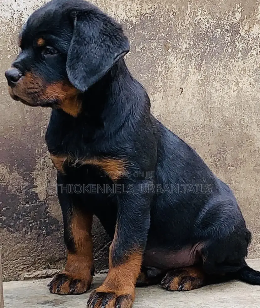 1-3 months Male Purebred Rottweiler