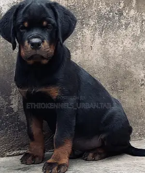 1-3 months Male Purebred Rottweiler