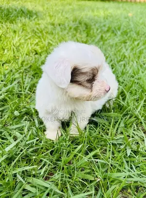 1-3 months Male Mixed Breed Maltese