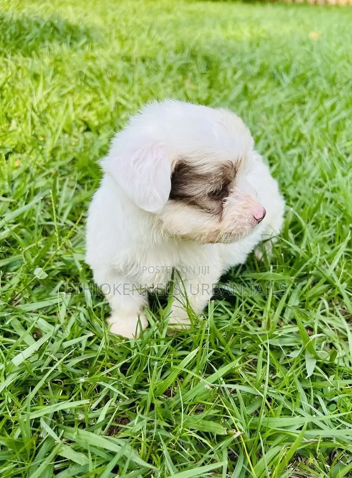 1-3 months Male Mixed Breed Maltese