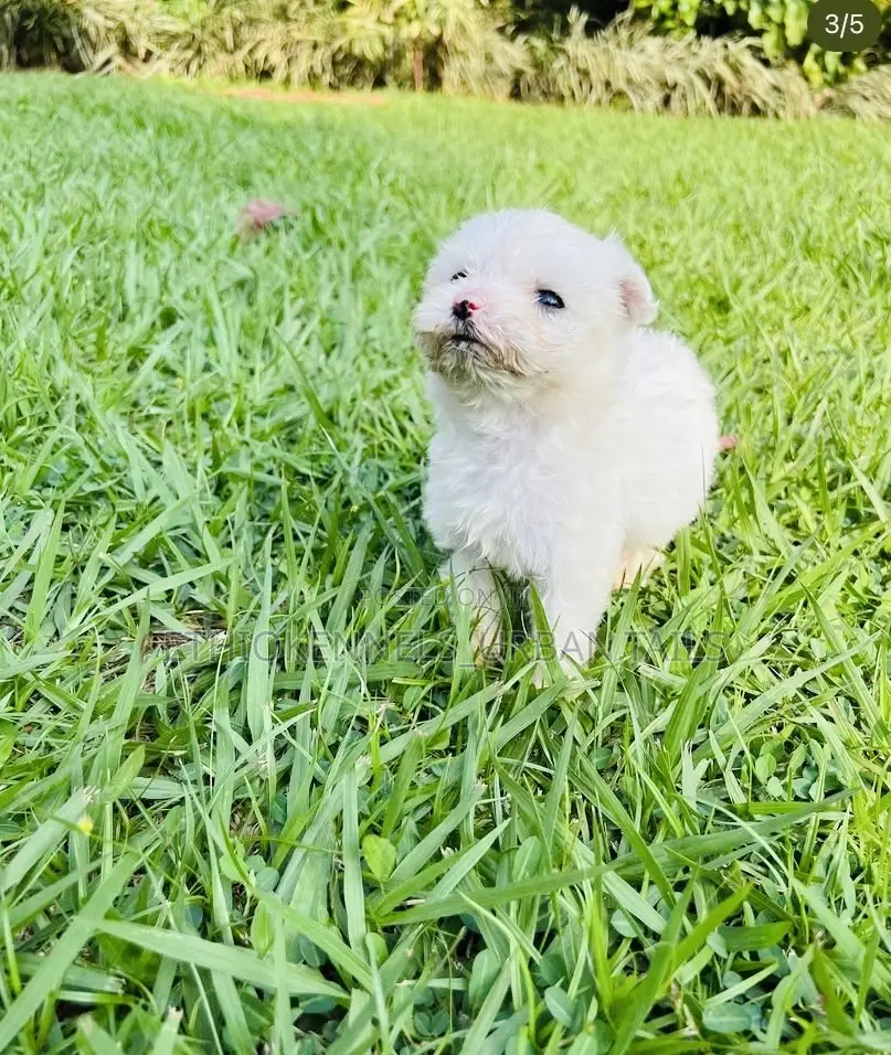 1-3 months Male Mixed Breed Maltese