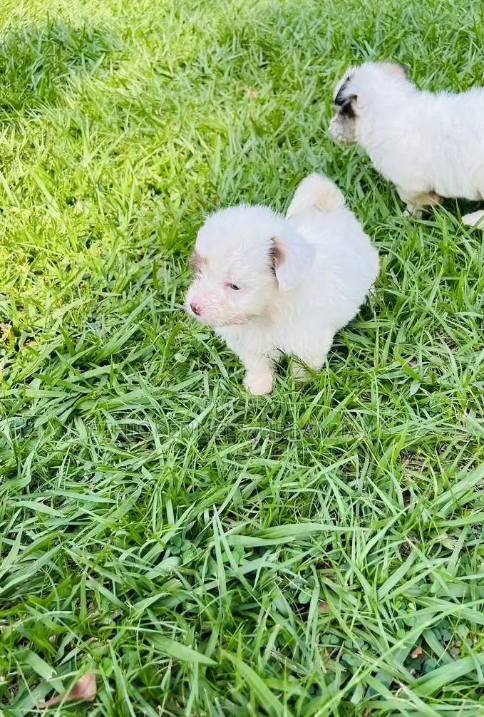 1-3 months Male Mixed Breed Maltese