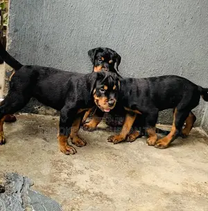 Photo - 1-3 months Male Purebred Rottweiler