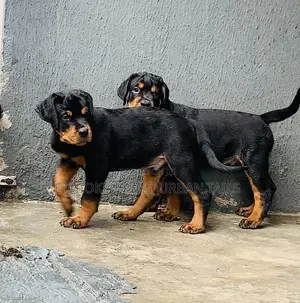 1-3 months Male Purebred Rottweiler