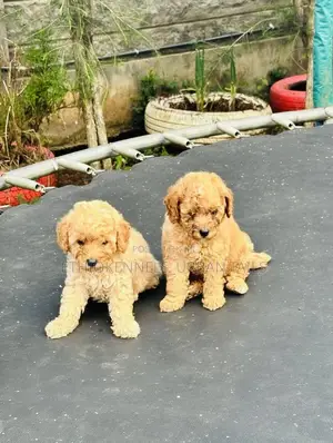 Photo - 1-3 months Male Purebred Poodle