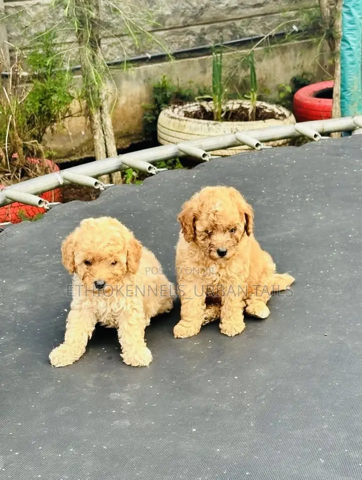 1-3 months Male Purebred Poodle