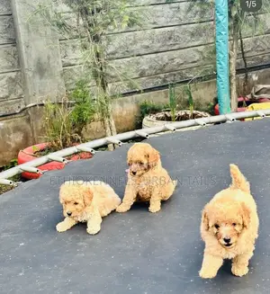 1-3 months Male Purebred Poodle