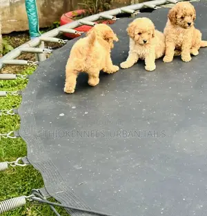 1-3 months Male Purebred Poodle