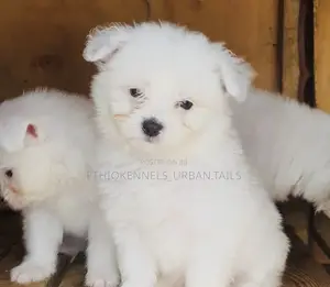 Photo - 1-3 months Male Mixed Breed Maltese