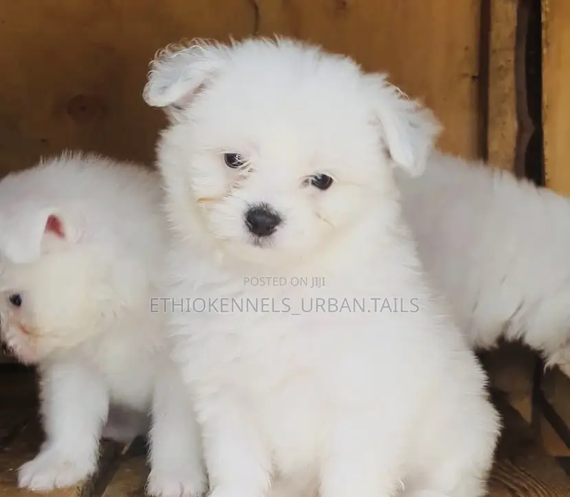 1-3 months Male Mixed Breed Maltese