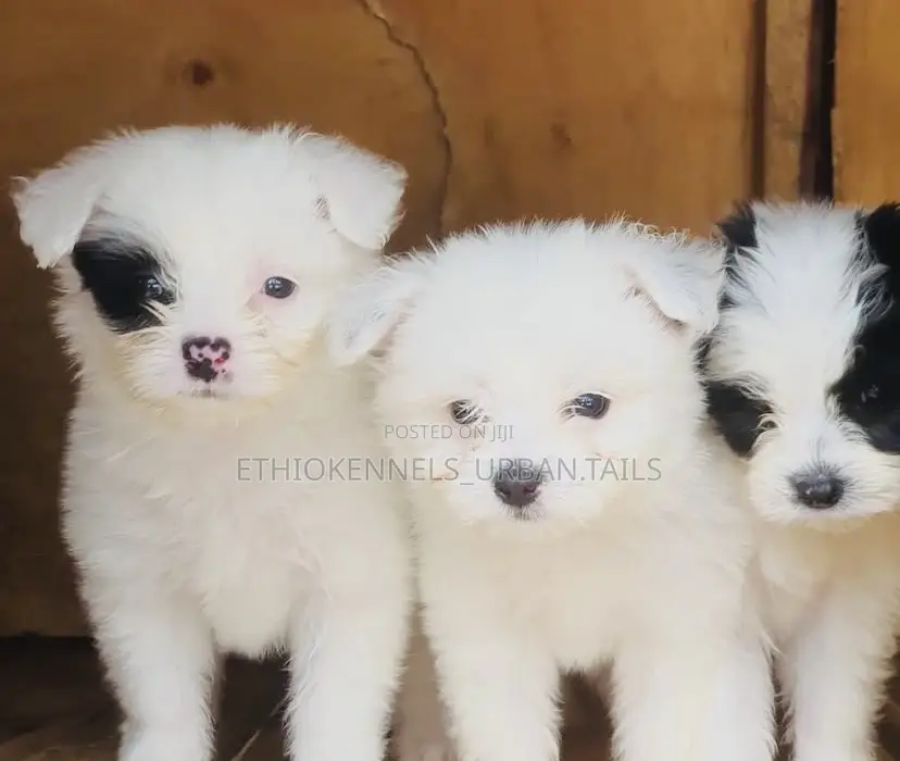 1-3 months Male Mixed Breed Maltese
