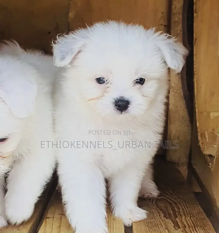 1-3 months Male Mixed Breed Maltese