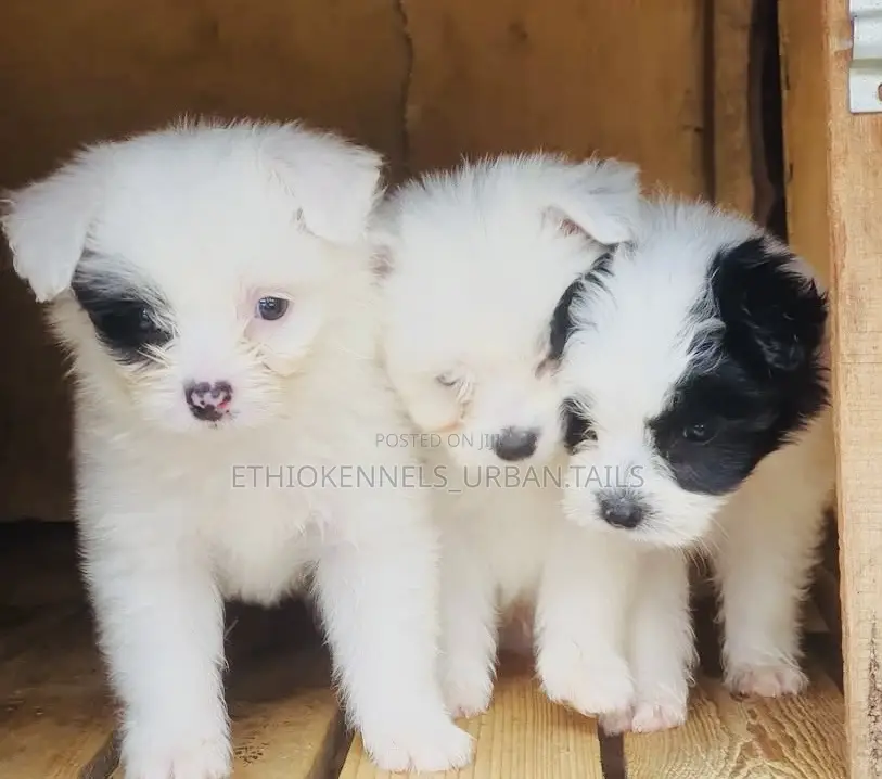 1-3 months Male Mixed Breed Maltese