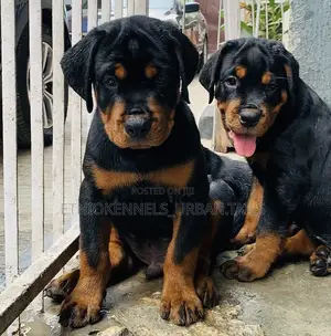 1-3 months Male Purebred Rottweiler