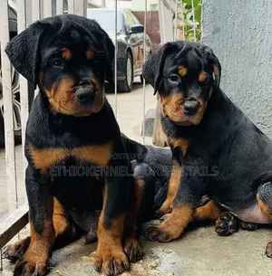 1-3 months Male Purebred Rottweiler
