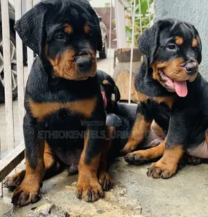 Photo - 1-3 months Male Purebred Rottweiler