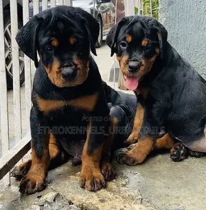 1-3 months Male Purebred Rottweiler