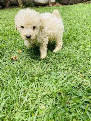 Photo - 1-3 months Male Mixed Breed Maltese