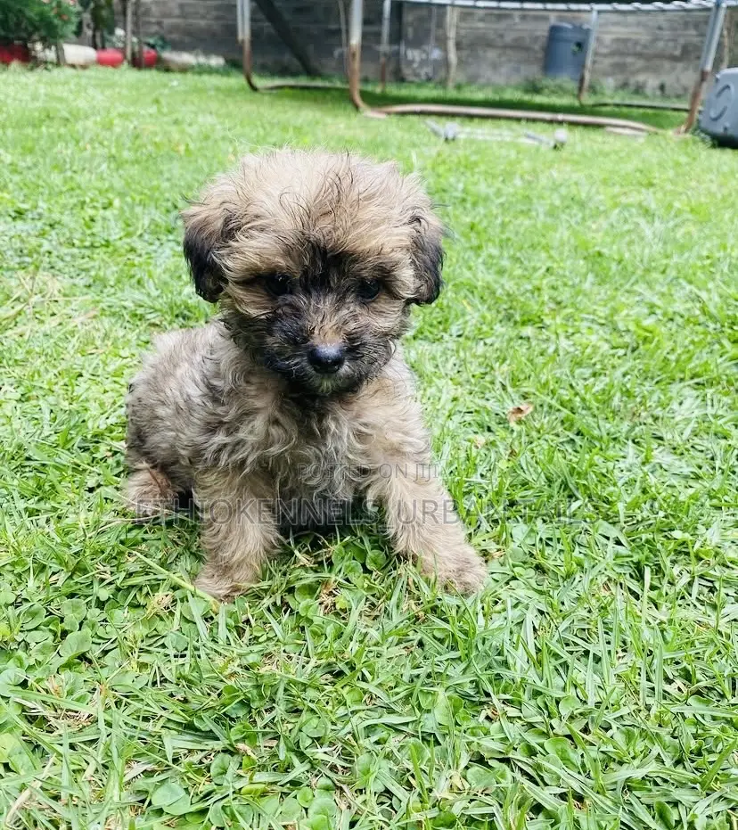 1-3 months Male Mixed Breed Maltese