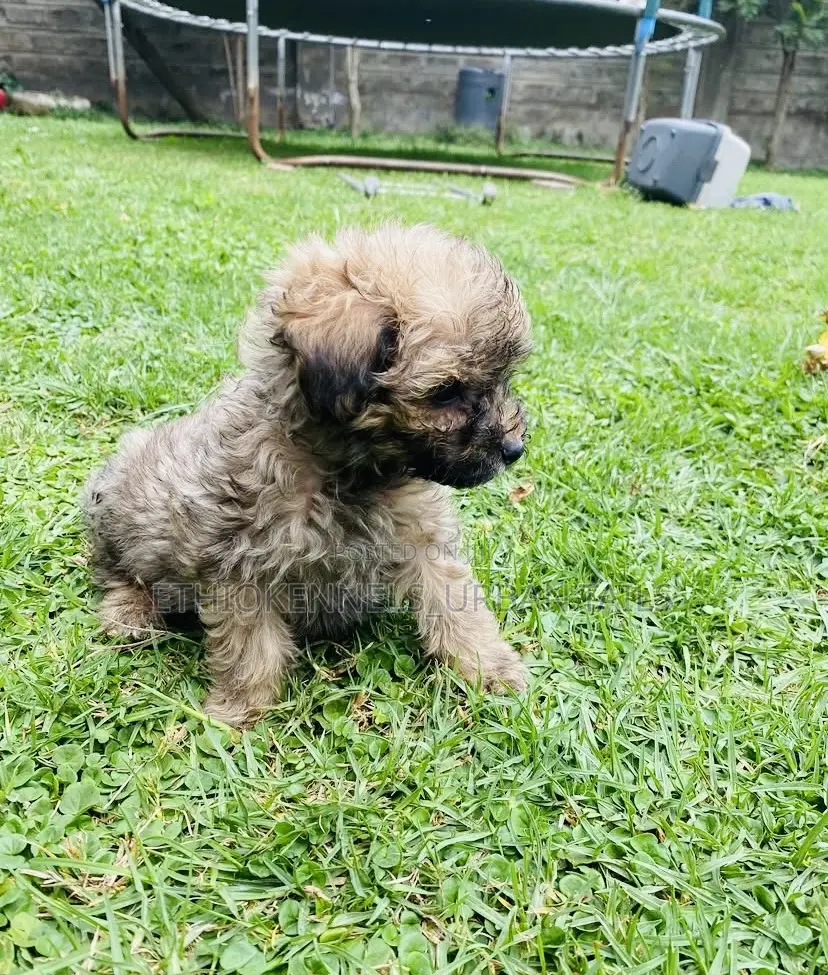 1-3 months Male Mixed Breed Maltese