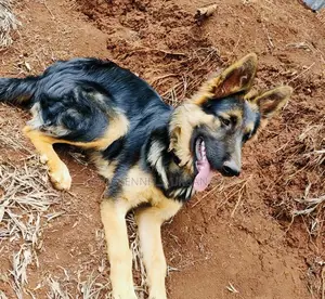 3-6 months Male Purebred German Shepherd