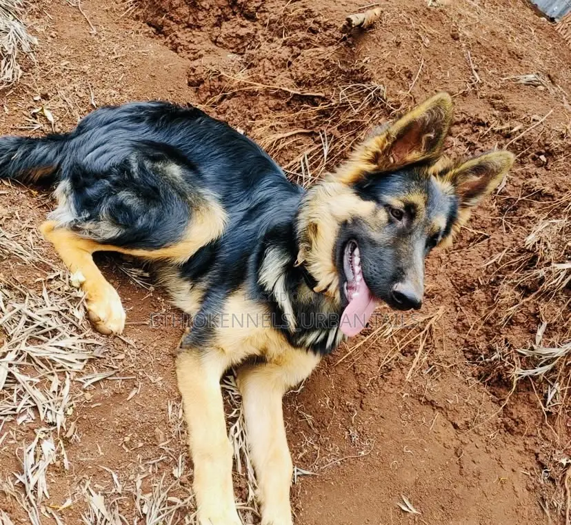 3-6 months Male Purebred German Shepherd