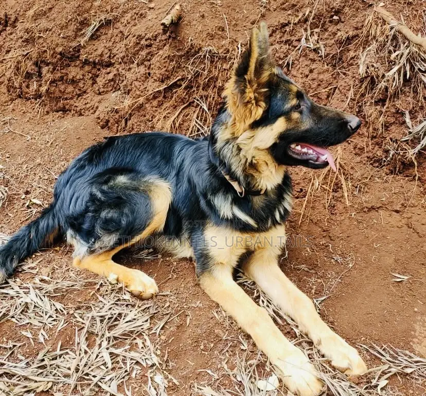 3-6 months Male Purebred German Shepherd