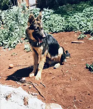 3-6 months Male Purebred German Shepherd