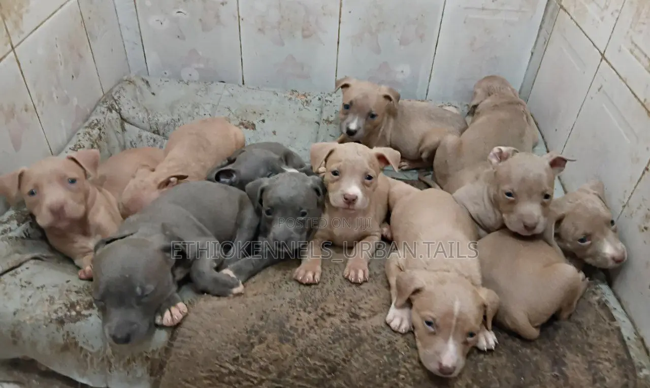 1-3 months Male Purebred American Pit Bull Terrier