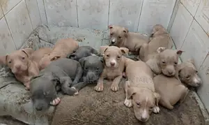 Photo - 1-3 months Male Purebred American Pit Bull Terrier