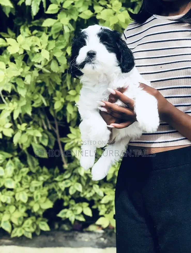 1-3 months Male Mixed Breed Maltese