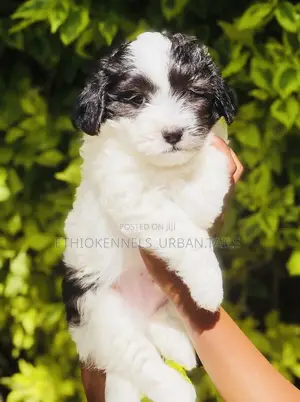 1-3 months Male Mixed Breed Maltese