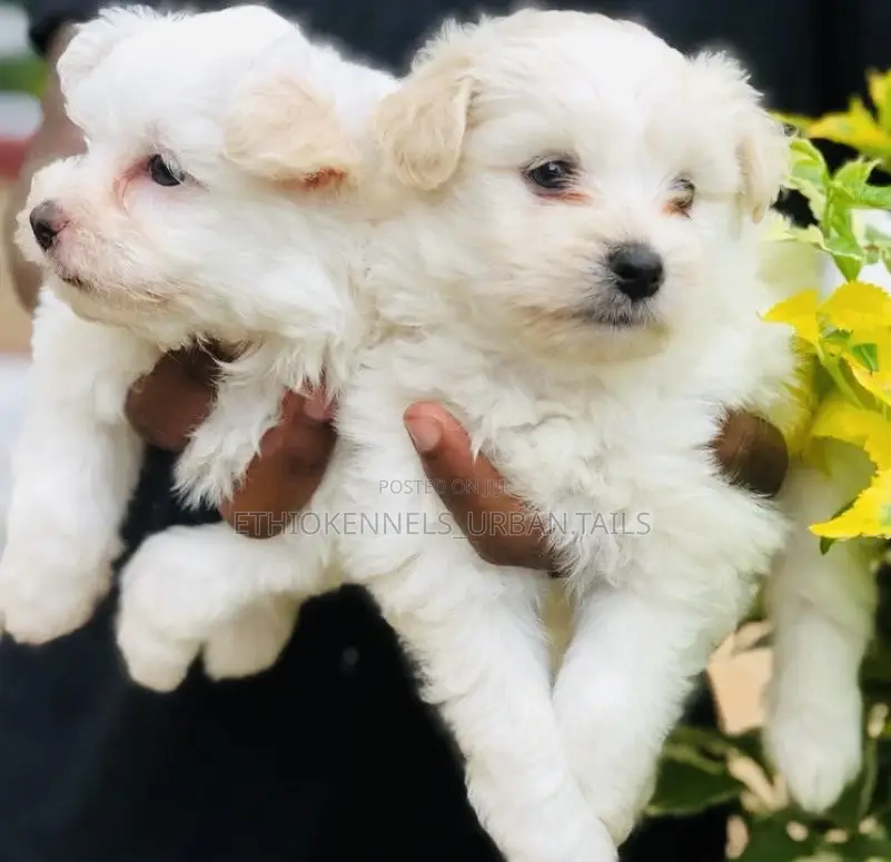 1-3 months Male Purebred Maltese