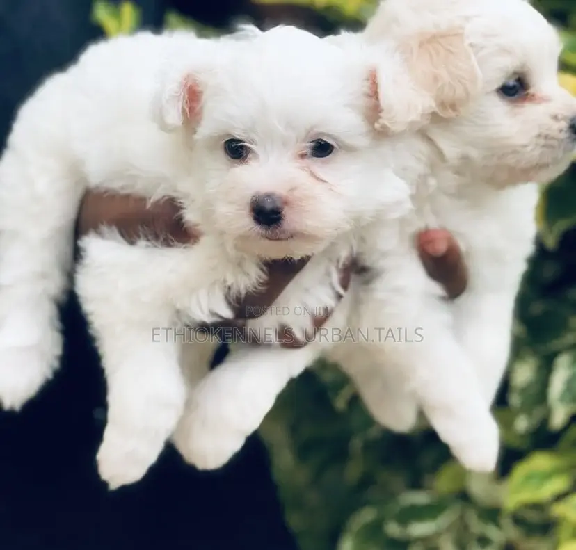 1-3 months Male Purebred Maltese