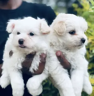 1-3 months Male Purebred Maltese