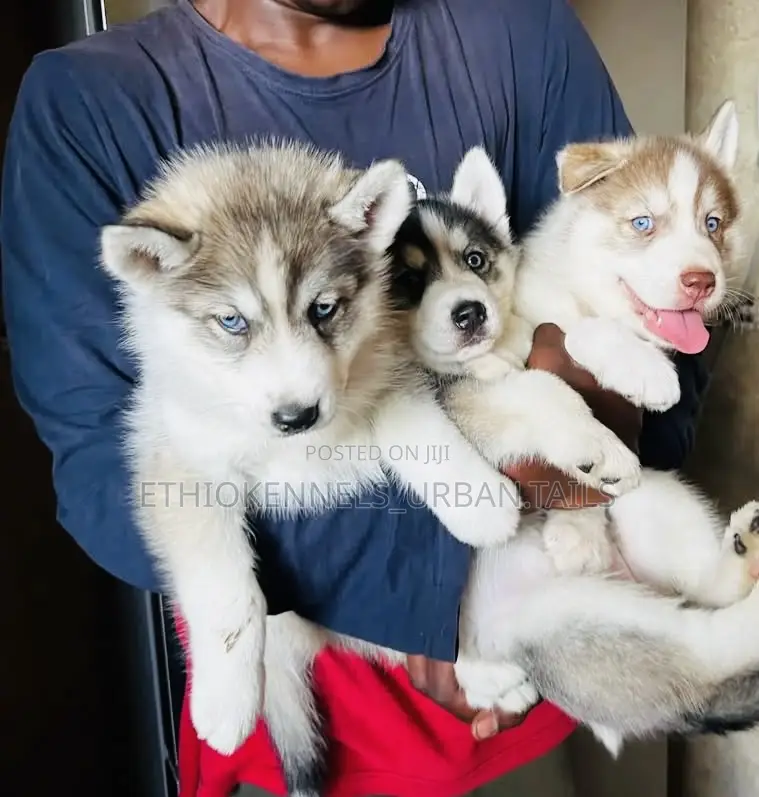 1-3 months Male Purebred Siberian Husky