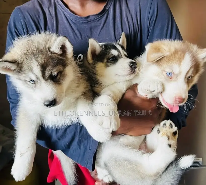 1-3 months Male Purebred Siberian Husky