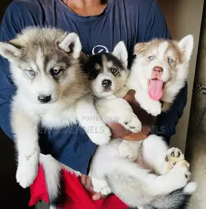 1-3 months Male Purebred Siberian Husky