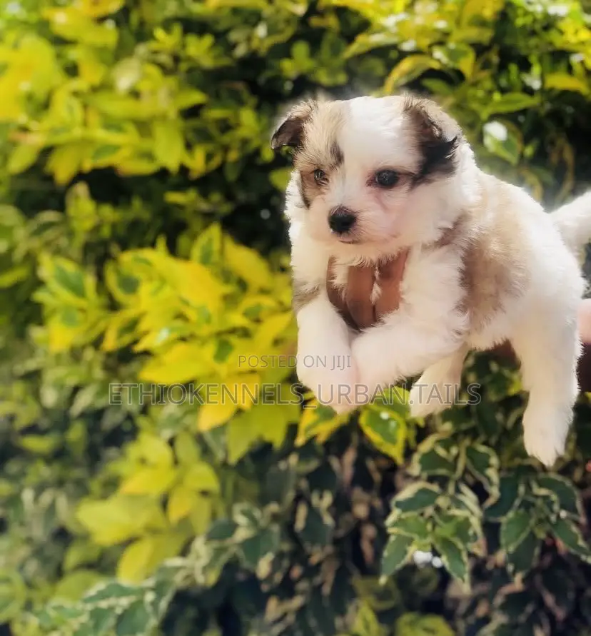 1-3 months Male Mixed Breed Maltese