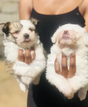 1-3 months Male Mixed Breed Maltese