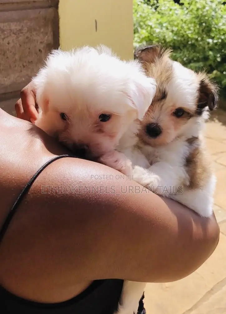 1-3 months Male Mixed Breed Maltese