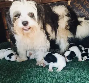 Photo - 1-3 months Male Mixed Breed Maltese