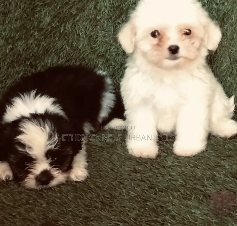 1-3 months Male Mixed Breed Maltese