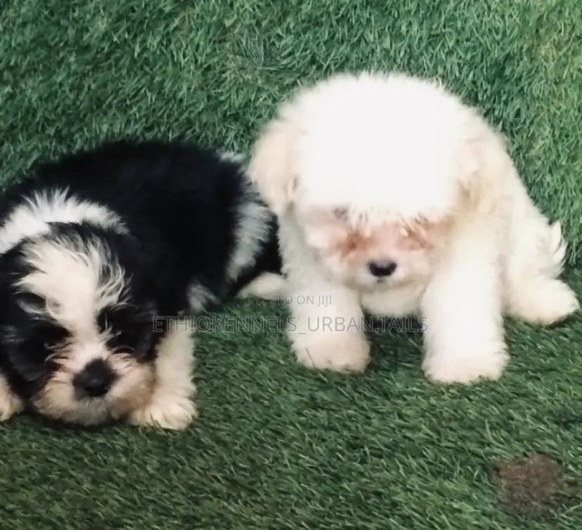 1-3 months Male Mixed Breed Maltese
